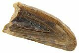 Partial Fossil Tyrannosaur Tooth - Montana #341114-1